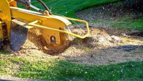 Expert Stump Grinding in Leicester and Surrounding Areas