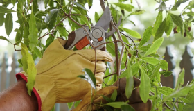 Leicester Tree Services: Professional Tree Pruning for Healthy and Beautiful Trees