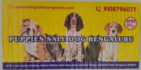 Puppies sale dog Bengaluru