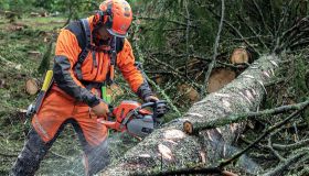 Leicester Tree Services