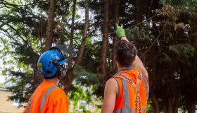 Wigan Tree Pruning