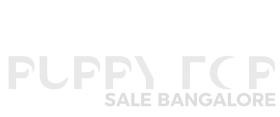 Puppy for sale Bangalore