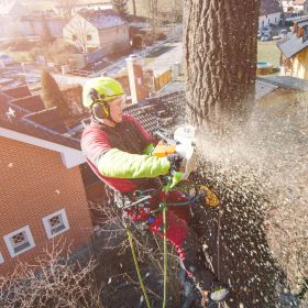 Coventry Tree Removal