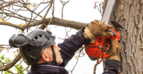 Nottingham Tree Surgeons