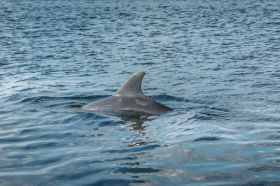 Shell Island Boat Tours