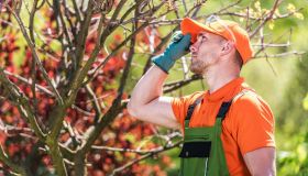 Wigan Tree Pruning 