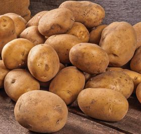 Netherlands Potato Suppliers