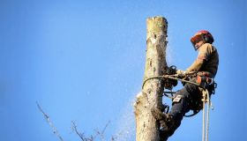 Leicester Tree Removal