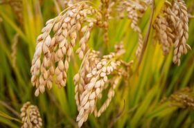 Organic Wheat Farm in Pakistan