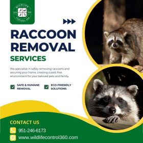 Raccoon Removal