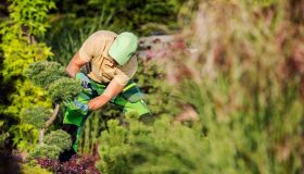 The Stump Grinding Process