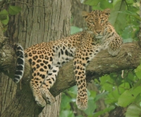 Tiger Safari India