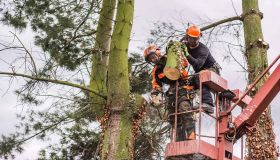 Why Choose Coventry Tree Services?