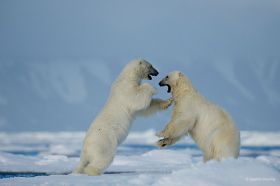 Svalbard, Norway Polar Bear Photography Expedition