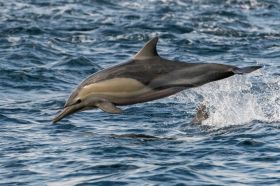 Panama City Dolphin Tours