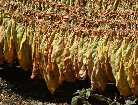 Tobacco Leaf