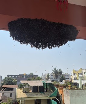 Bee Hive removal