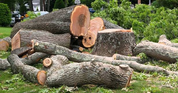 Lehi Tree Pros